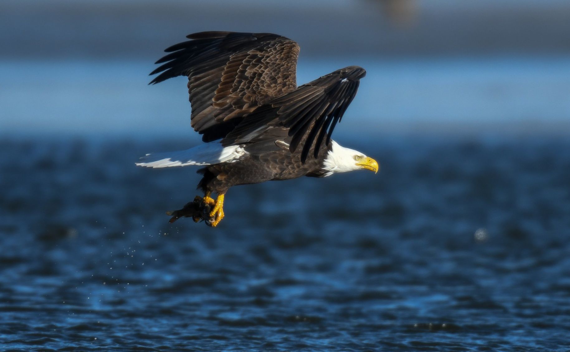 Water attracts the birds